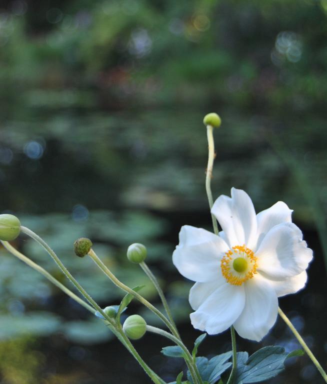 Cottage Les Quatre Saisons Giverny Rum bild